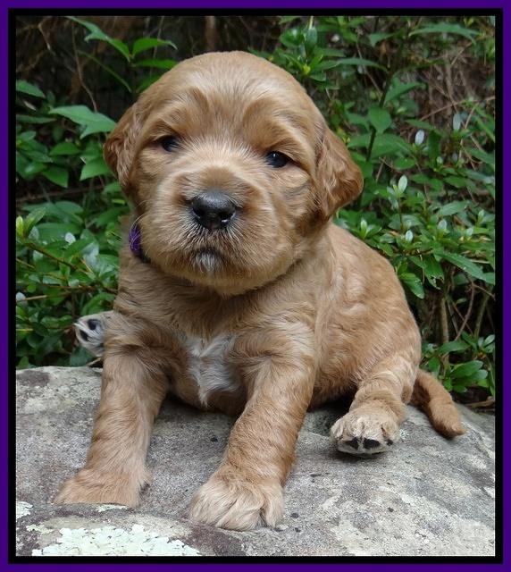 Dawn Ruler pups 3 wks old 111