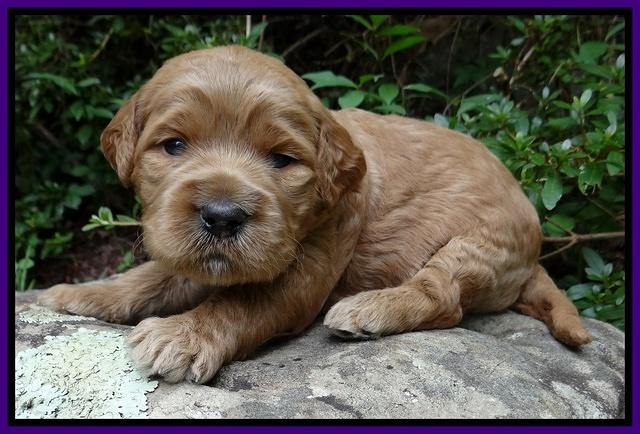 Dawn Ruler pups 3 wks old 121