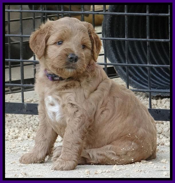 Dawn Ruler pups 5 wks old 10200