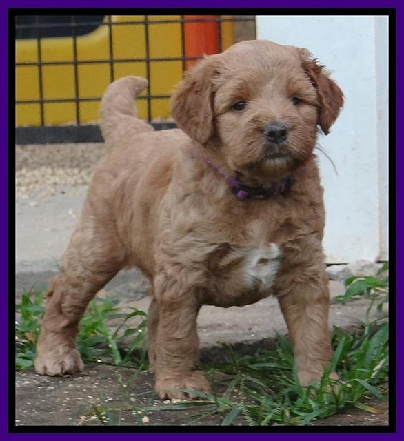 Dawn Ruler pups 5 wks old 5200