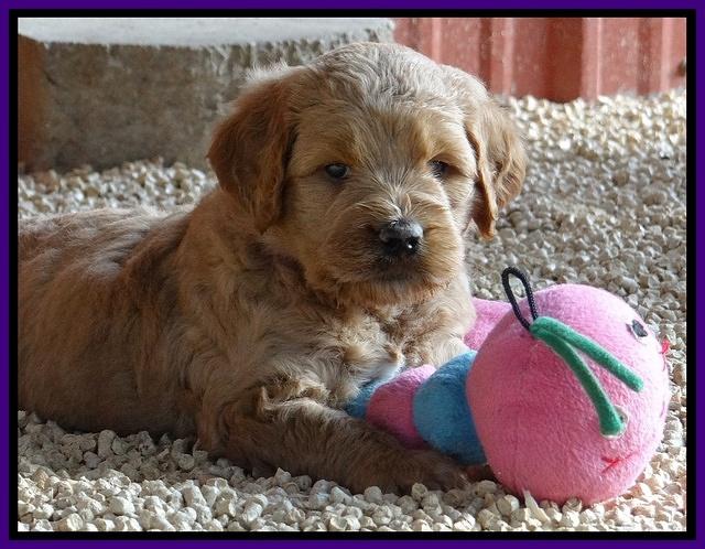 Dawn Ruler pups 5 wks old 7200