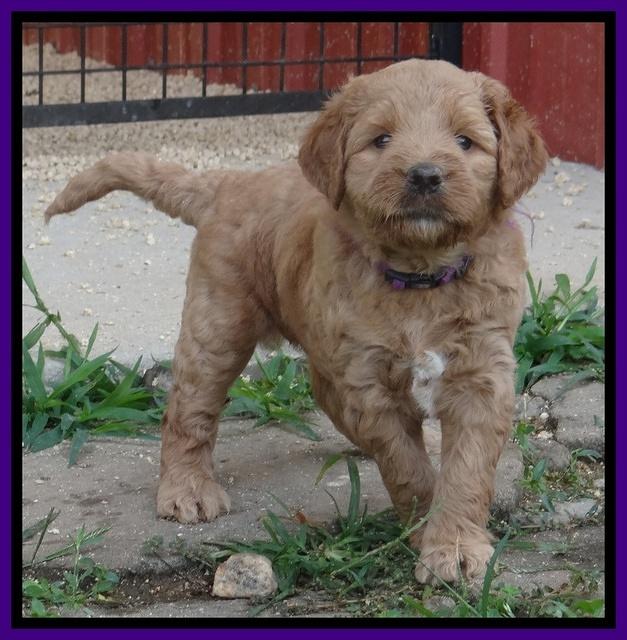 Dawn Ruler pups 5 wks old 9200