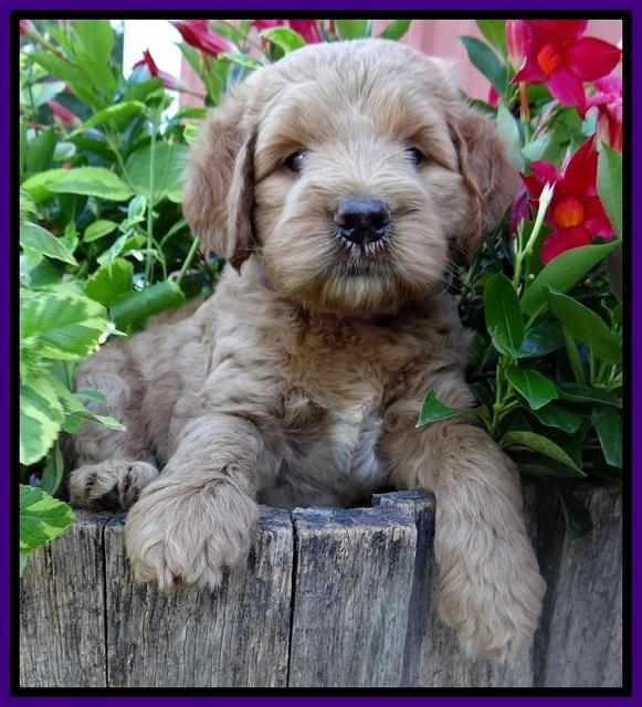Dawn Ruler pups 6 wks old 91