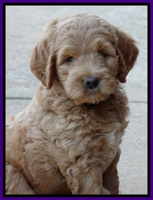 Dawn Ruler pups 7 wks old 91