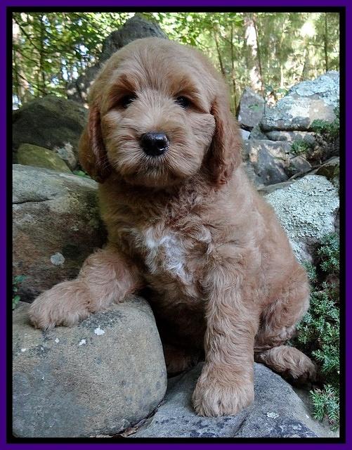 Dawn Ruler pups 8 wks old 1!