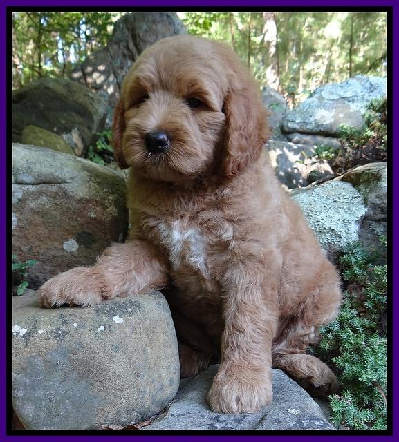 Dawn Ruler pups 8 wks old 3!