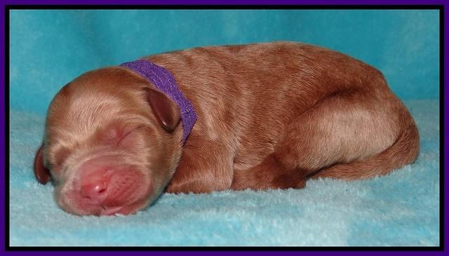 Dawn Ruler pups pups 1 day old 91
