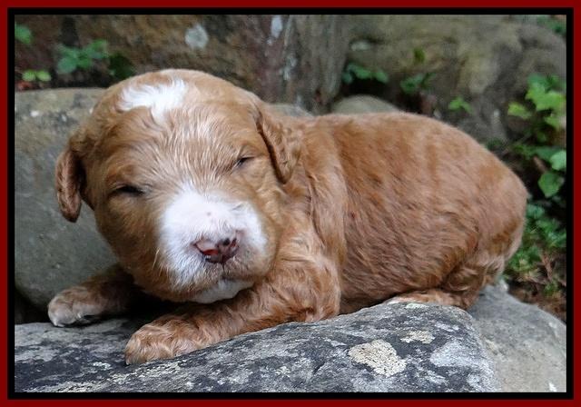 Dawn Ruler pups 2 wks old 111