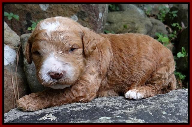 Dawn Ruler pups 2 wks old 121