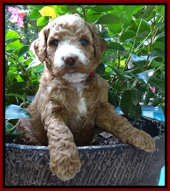 Dawn Ruler pups 4 wks old 131