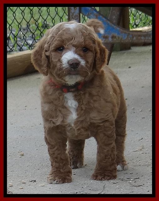 Dawn Ruler pups 5 wks old 11200