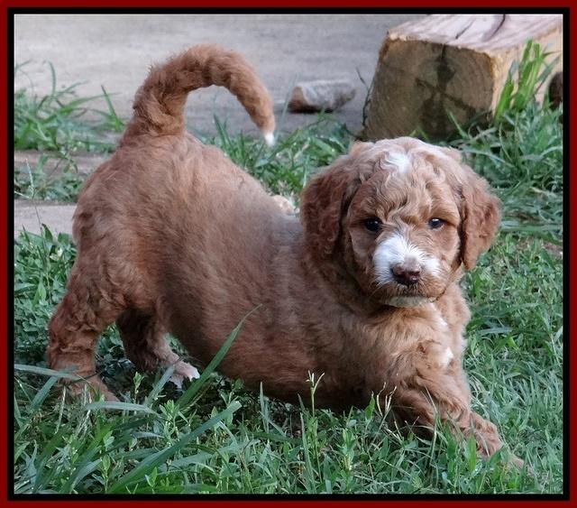 Dawn Ruler pups 5 wks old 12200