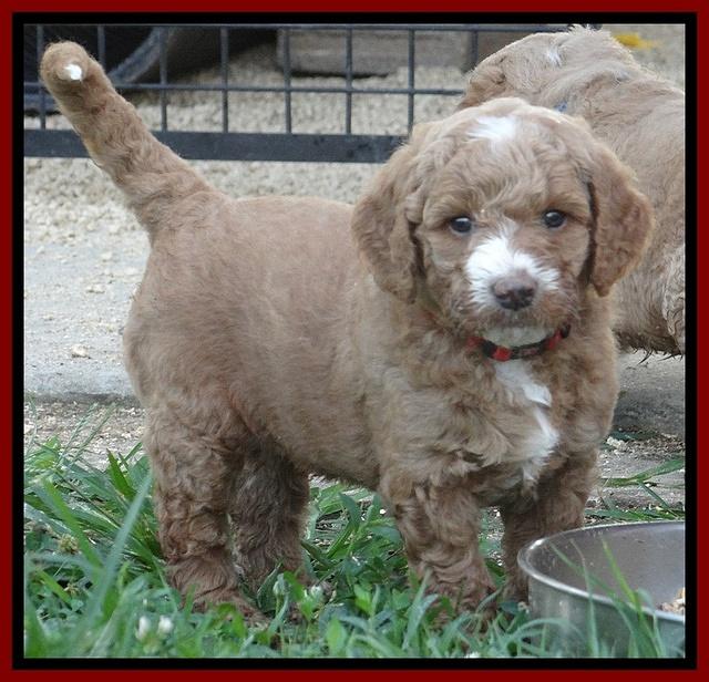 Dawn Ruler pups 5 wks old 13200