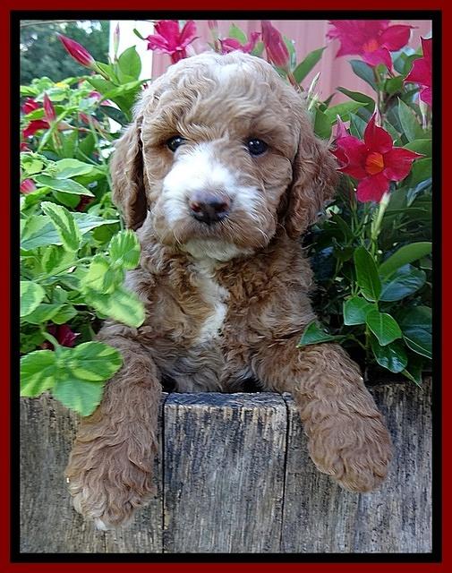 Dawn Ruler pups 6 wks old 121