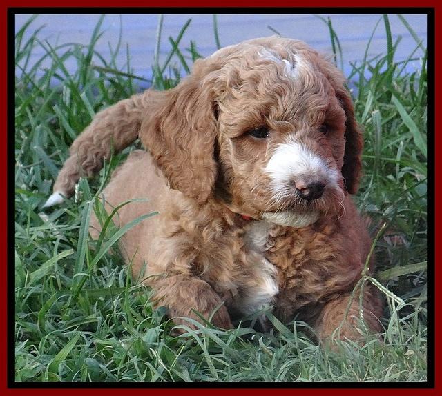 Dawn Ruler pups 6 wks old 141