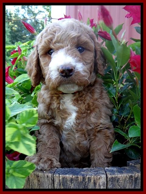 Dawn Ruler pups 6 wks old 161