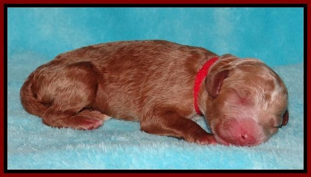 Dawn Ruler pups pups 1 day old 101
