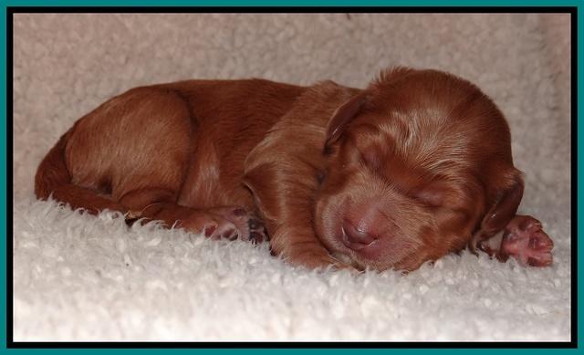 Dawn Ruler pups 1 wk old 151