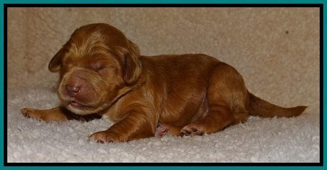 Dawn Ruler pups 1 wk old 161