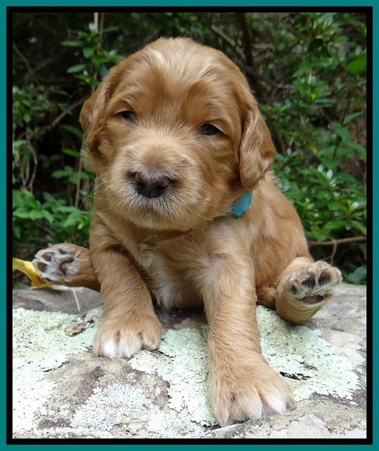 Dawn Ruler pups 3 wks old 171