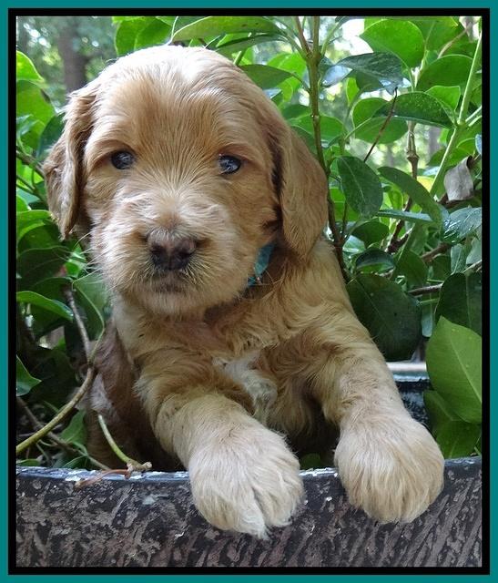 Dawn Ruler pups 4 wks old 181