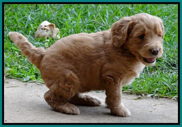Dawn Ruler pups 5 wks old 19400