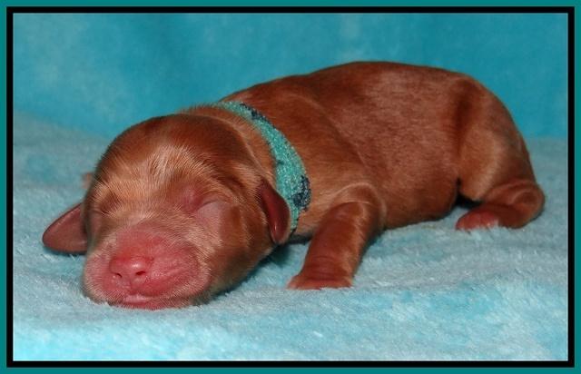 Dawn Ruler pups pups 1 day old 151