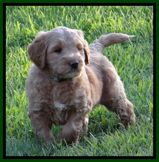 Dawn Ruler pups 6 wks old 241