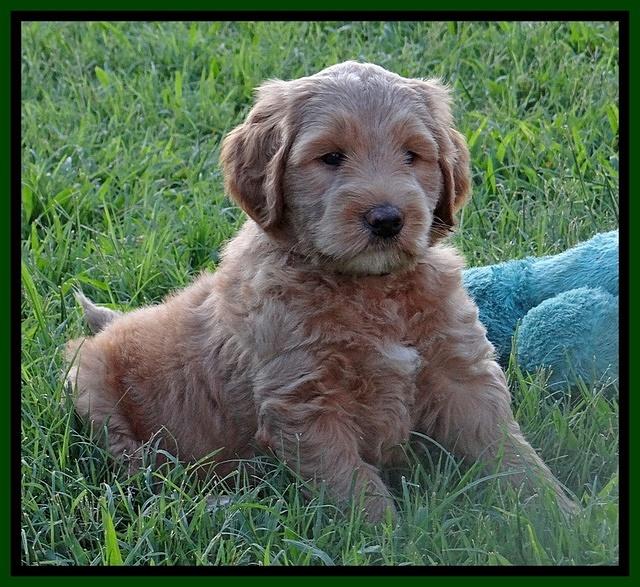 Dawn Ruler pups 6 wks old 251