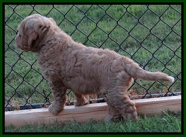 Dawn Ruler pups 7 wks old 181