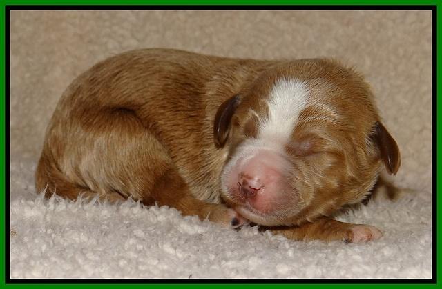 Dawn Ruler pups 1 wk old 221