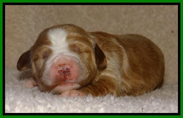 Dawn Ruler pups 1 wk old 231