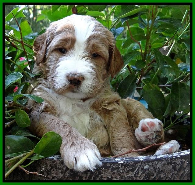 Dawn Ruler pups 4 wks old 231