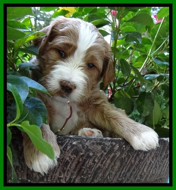 Dawn Ruler pups 4 wks old 241