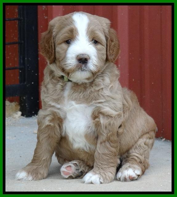 Dawn Ruler pups 5 wks old 1500