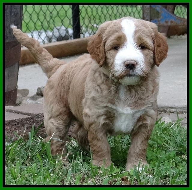 Dawn Ruler pups 5 wks old 2500