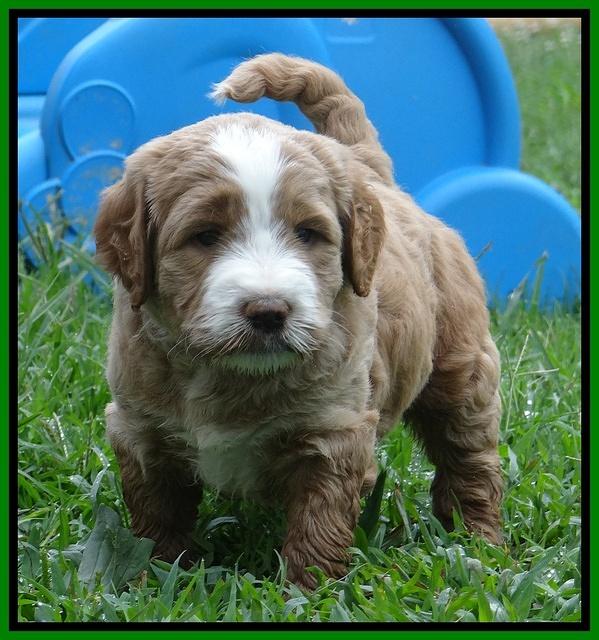 Dawn Ruler pups 5 wks old 29400