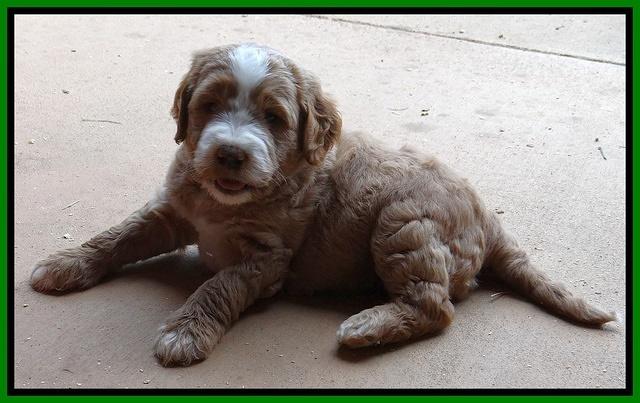 Dawn Ruler pups 5 wks old 30400