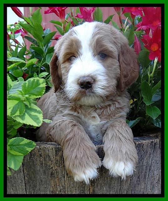 Dawn Ruler pups 6 wks old 271