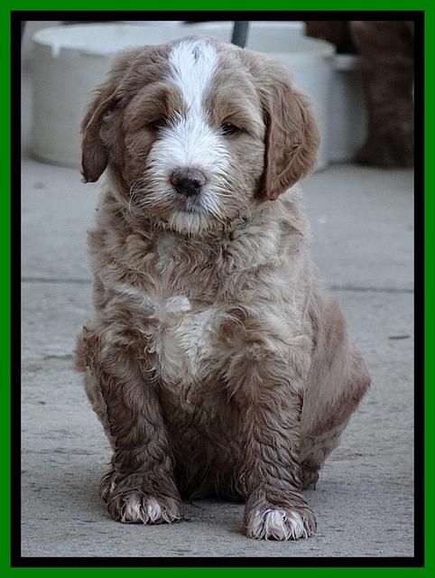 Dawn Ruler pups 6 wks old 281