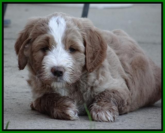 Dawn Ruler pups 6 wks old 291