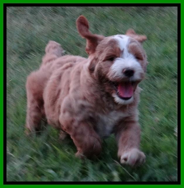 Dawn Ruler pups 7 wks old 231