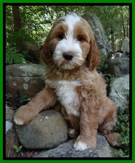 Dawn Ruler pups 8 wks old 150