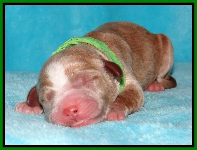 Dawn Ruler pups pups 1 day old 191