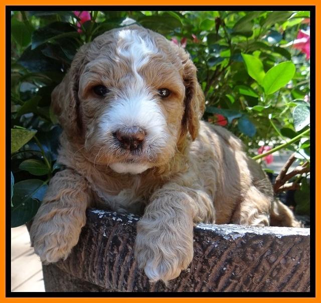 Dawn Ruler pups 4 wks old 251