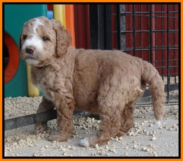 Dawn Ruler pups 5 wks old 25200