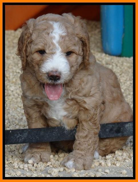 Dawn Ruler pups 5 wks old 27200