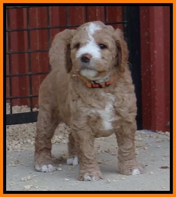 Dawn Ruler pups 5 wks old 28200