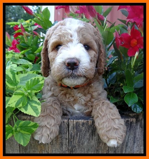 Dawn Ruler pups 6 wks old 331