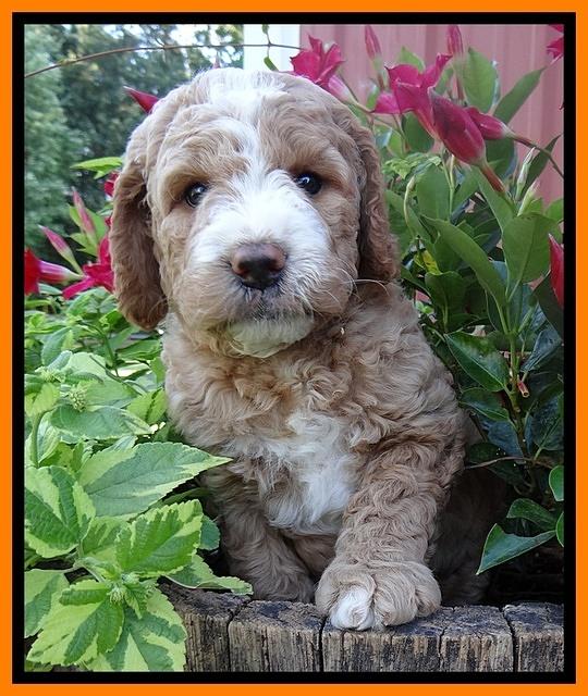 Dawn Ruler pups 6 wks old 341